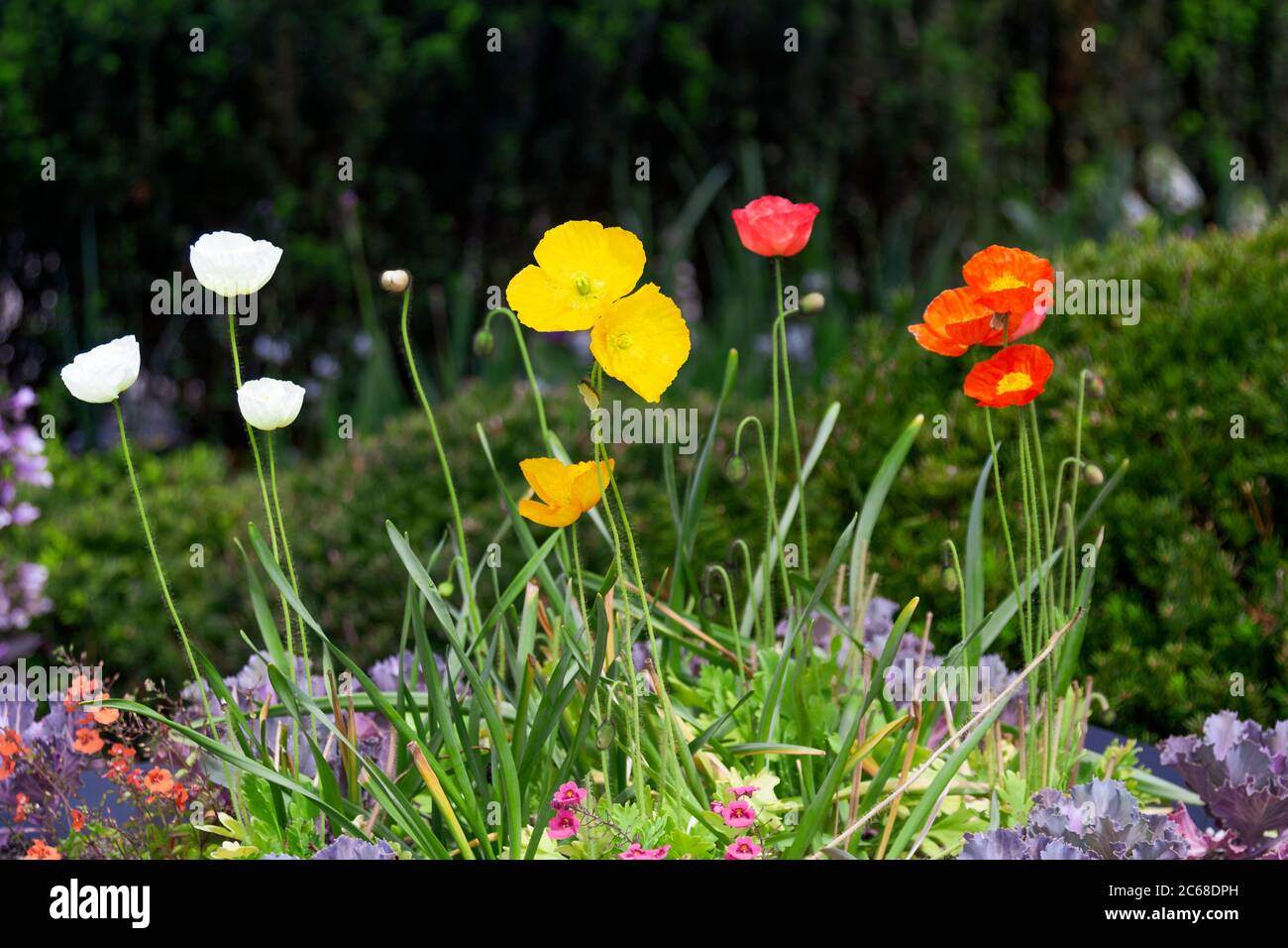 A mixed garden planting featuring poppies, flowering kale, and calibrachoa blooms. Stock Photo