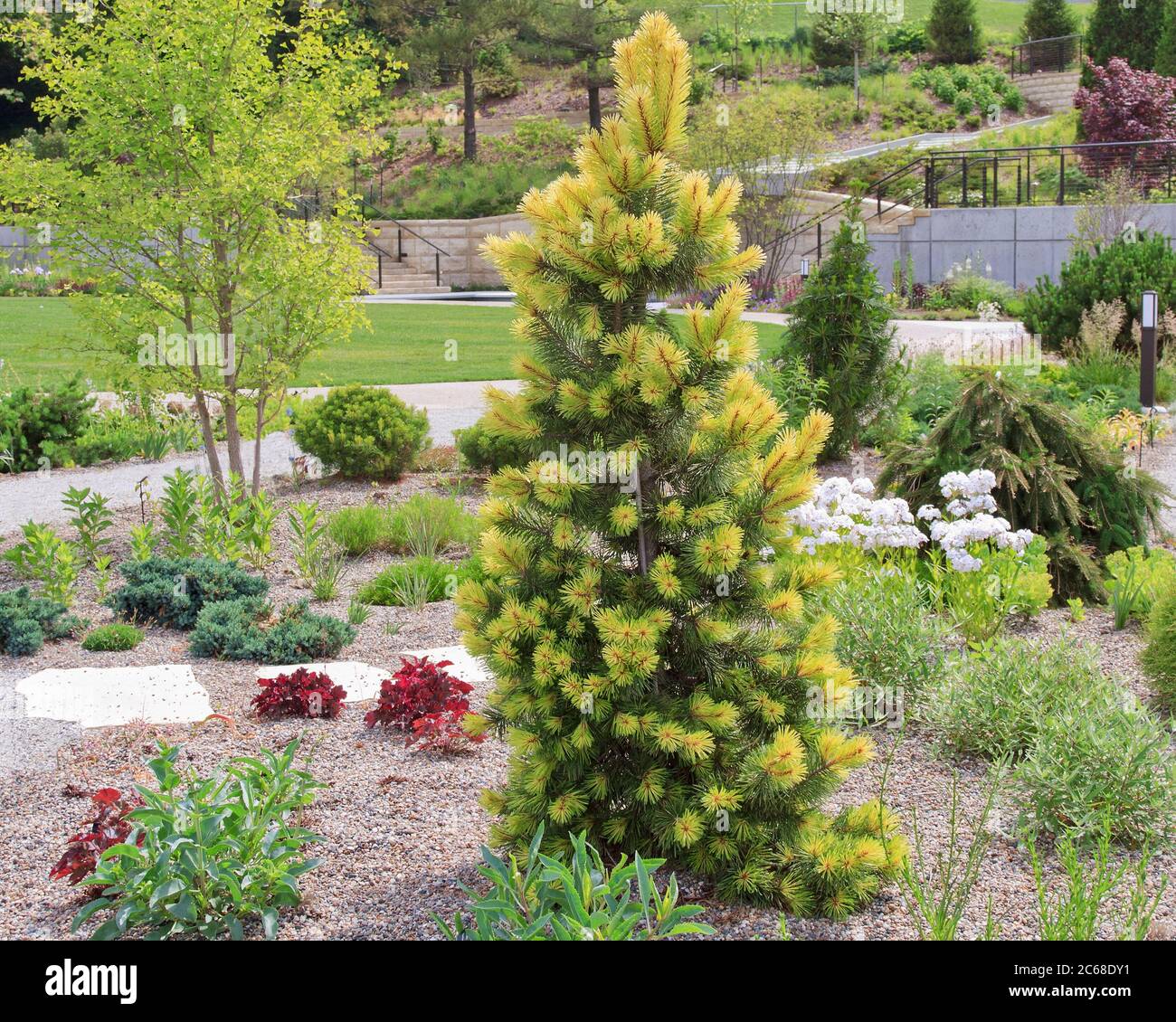 'Taylor Sunburst' Lodgepole pine in the landscape. Vibrant yellow and green needles adorn the branches. Stock Photo