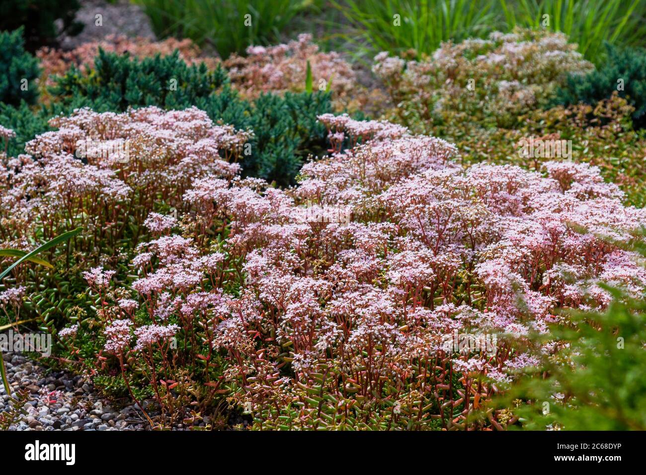Sedum 'Murale' blooming in a mixed landscape garden with grasses and evergreen shrubs. Stock Photo