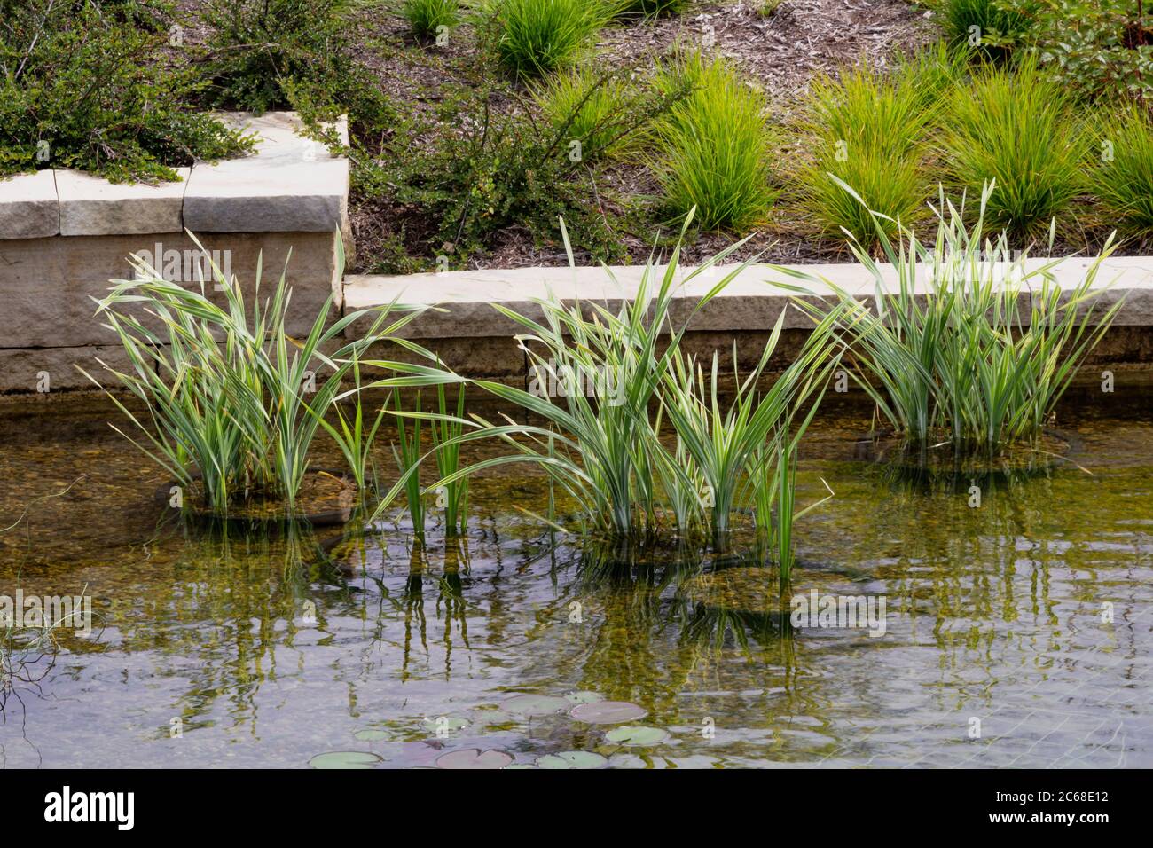 Sweet Flag (Acorus calamus variegatus) in a shallow pond in front of a decorative retaining wall and landscaped hill Stock Photo