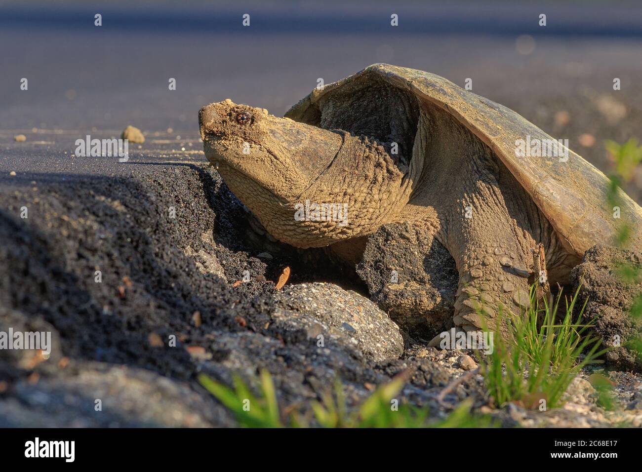 A Common Snapping Turtle lays her eggs on the roadside. Stock Photo
