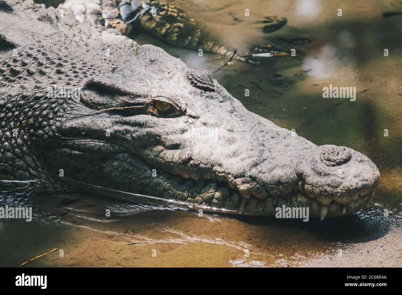 Saltwater crocodile (Crocodylus porosus) or Saltwater crocodile or …