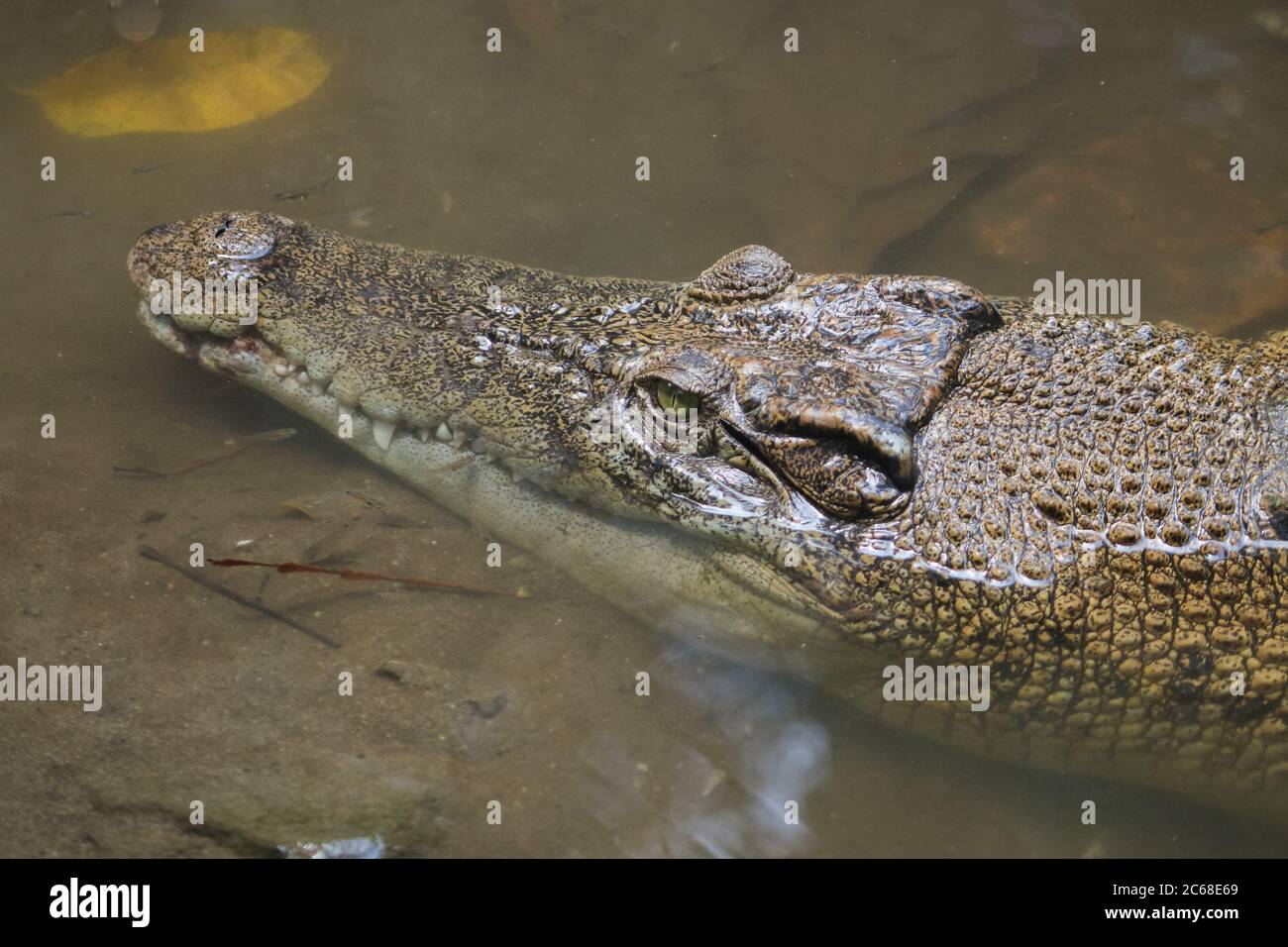 Saltwater crocodile (Crocodylus porosus) or Saltwater crocodile o…