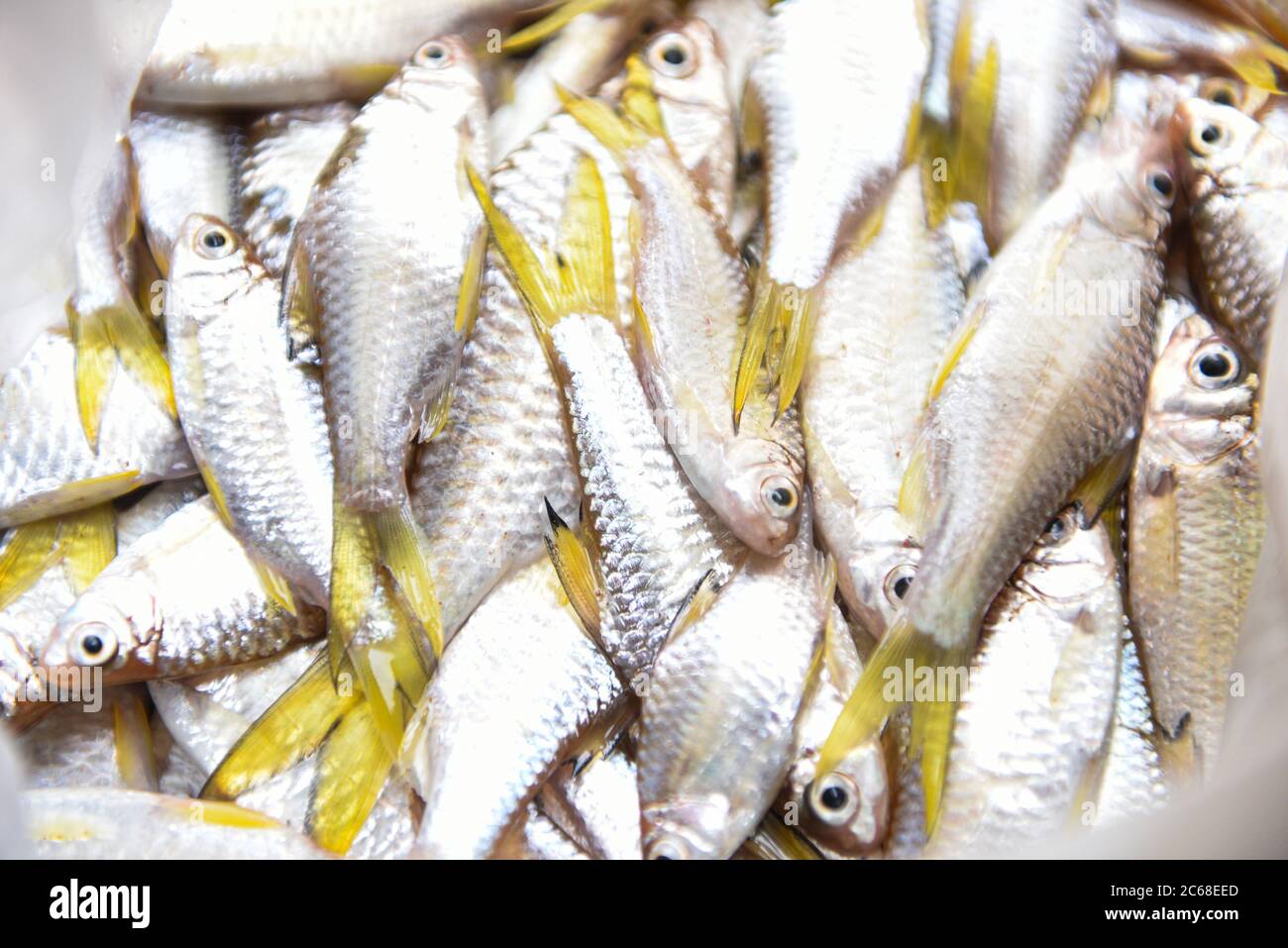 Freshwater fish little / Yellow tail fish from the river Asia Stock