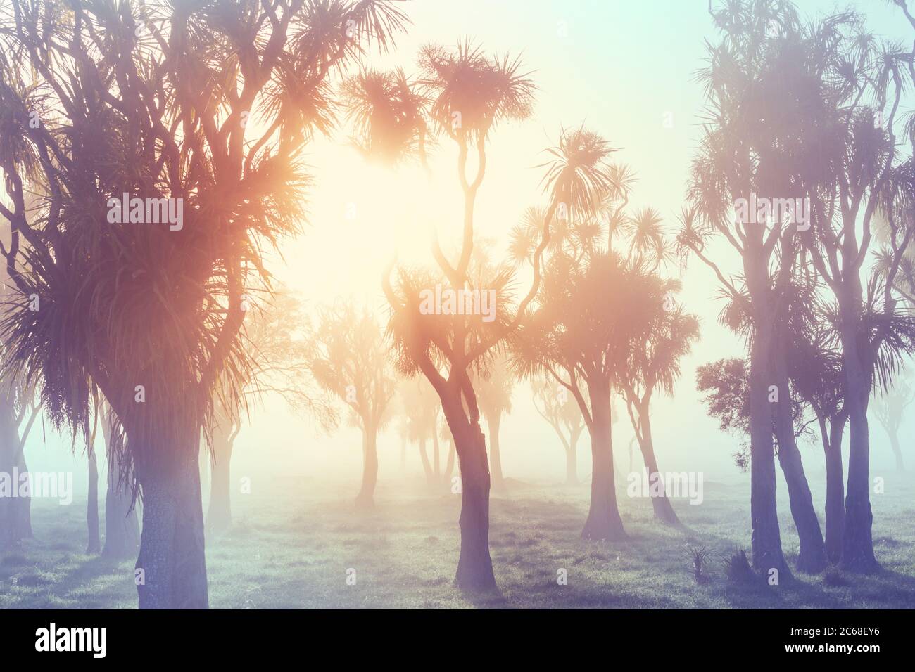 Cabbage tree native to nz hi-res stock photography and images - Alamy