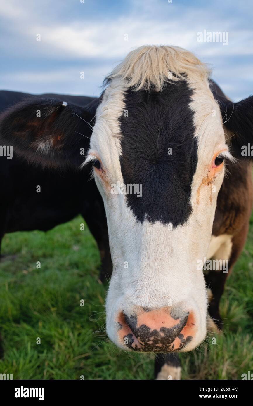 Cattle. Young Holstein Friesian Cow in a field in west kennet. Avebury ...