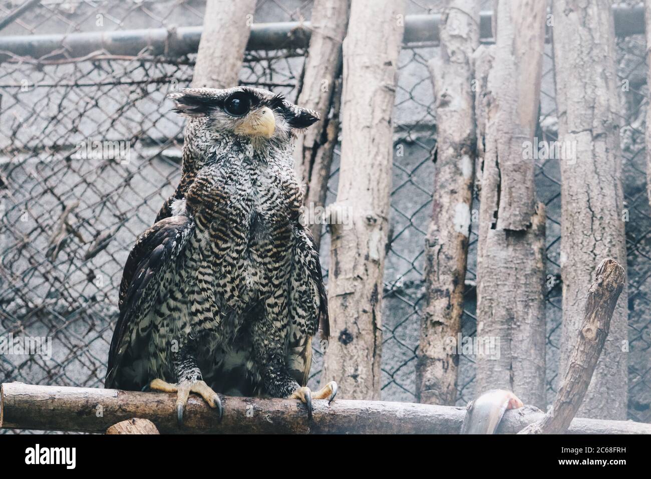 The barred eagle-owl (Bubo sumatranus), also called Beluk jampuk or Malay eagle-owl on the branch Stock Photo