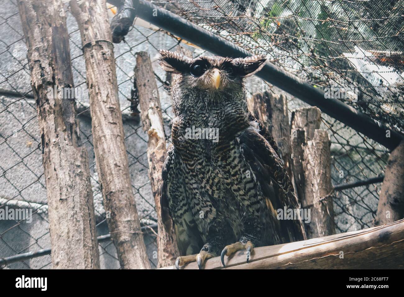 The barred eagle-owl (Bubo sumatranus), also called Beluk jampuk or Malay eagle-owl on the branch Stock Photo