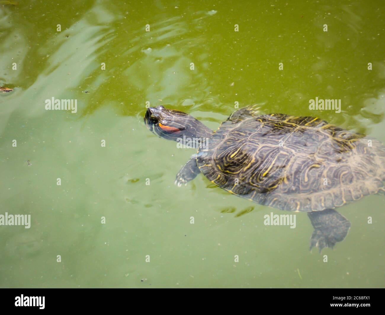 Big bend slider turtle hi-res stock photography and images - Alamy