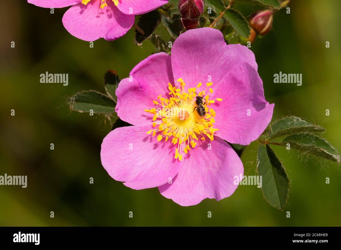 Wild rose with native bee, Willow Lake Wastewater Pollution Control Facility, Keizer, Oregon Stock Photo