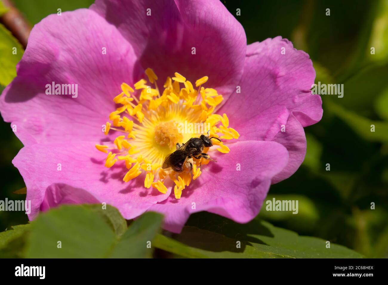 Wild rose with native bee, Willow Lake Wastewater Pollution Control Facility, Keizer, Oregon Stock Photo