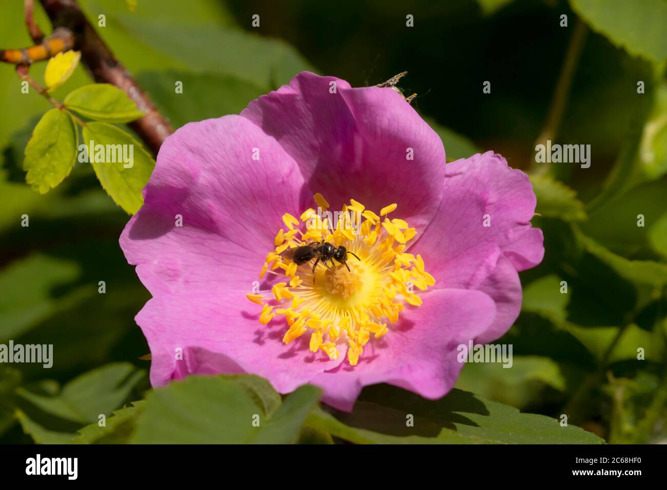 Wild rose with native bee, Willow Lake Wastewater Pollution Control