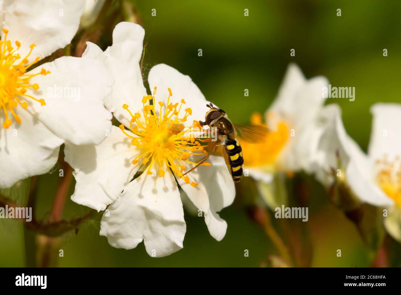 Wild rose with native bee, Willow Lake Wastewater Pollution Control Facility, Keizer, Oregon Stock Photo