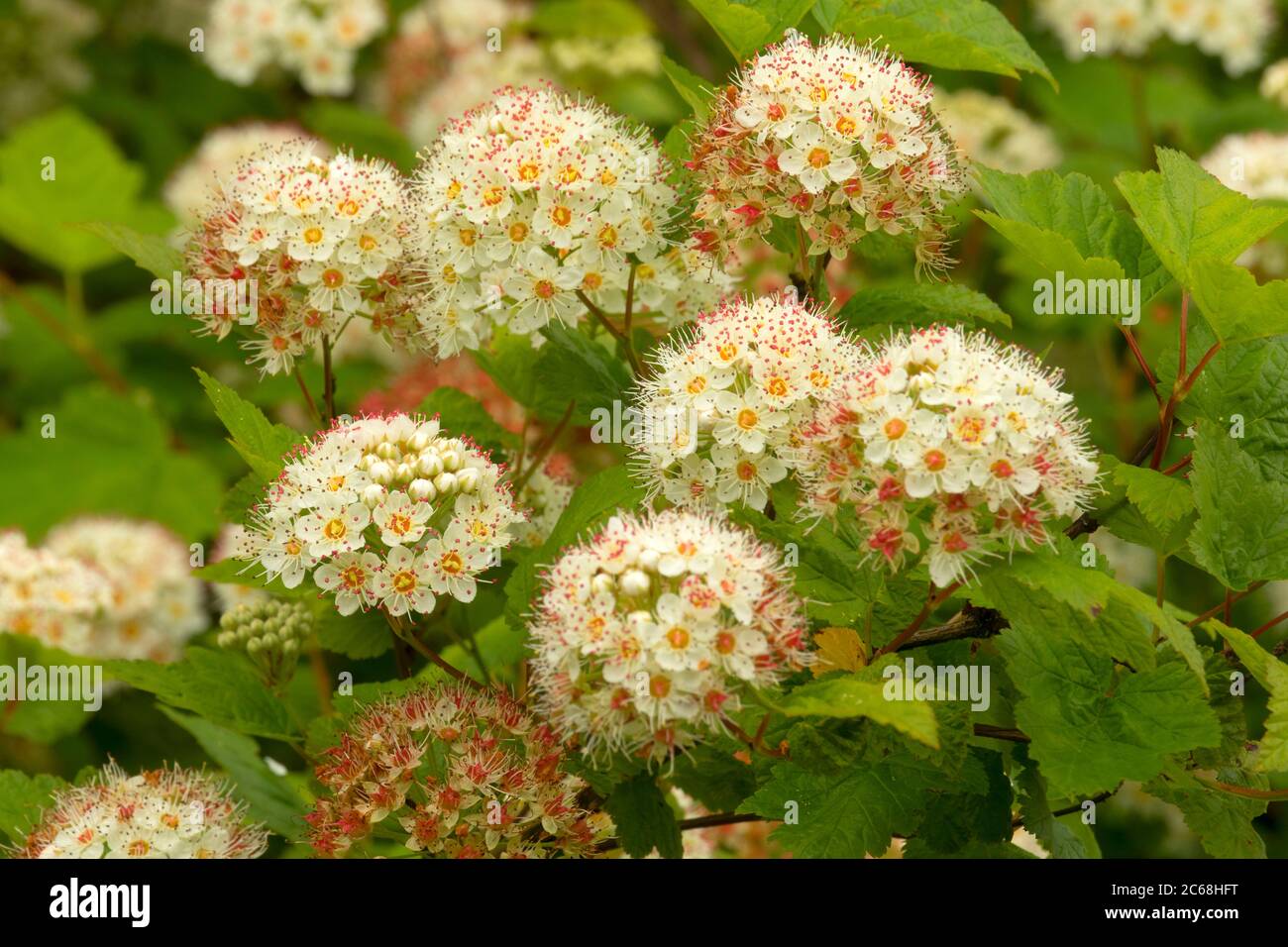 Ninebark (Physocarpus) in bloom Aumsville Ponds Park Marion County Ninebark (Physocarpus) in bloom Aumsville Ponds Park Marion County