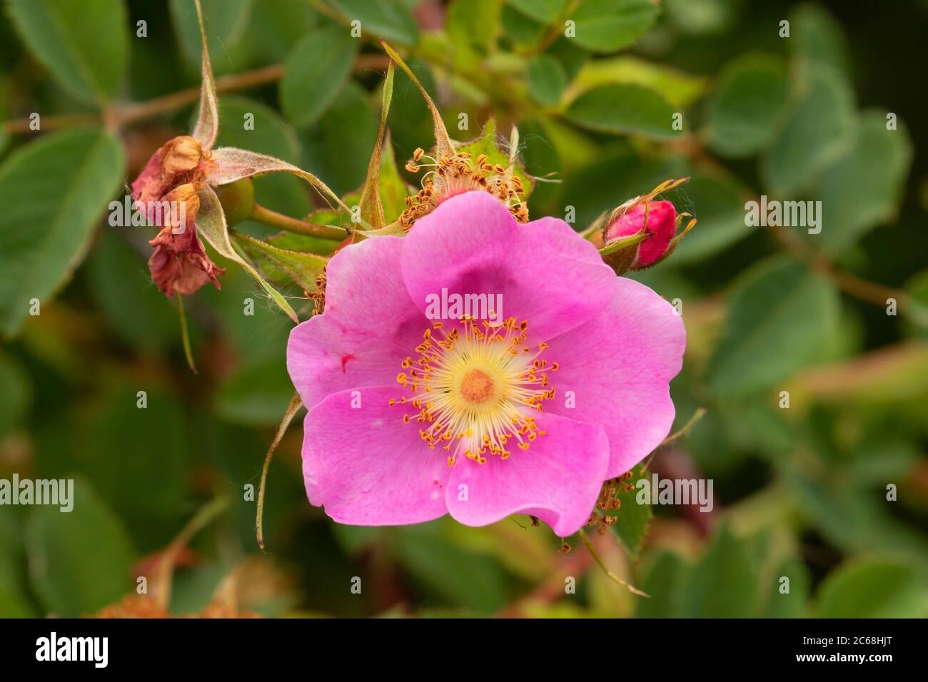Nootka rose, Willow Lake Wastewater Pollution Control Facility, Keizer