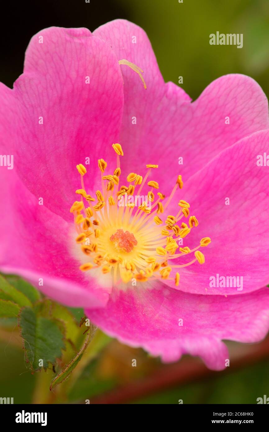 Nootka rose, Willow Lake Wastewater Pollution Control Facility, Keizer
