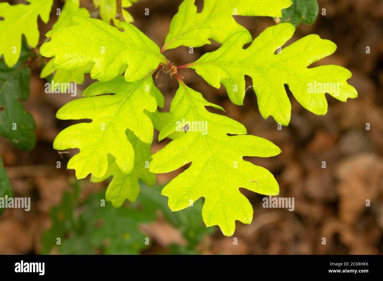 Oregon oak (Quercus garryana) leaves, Willow Lake Wastewater Pollution