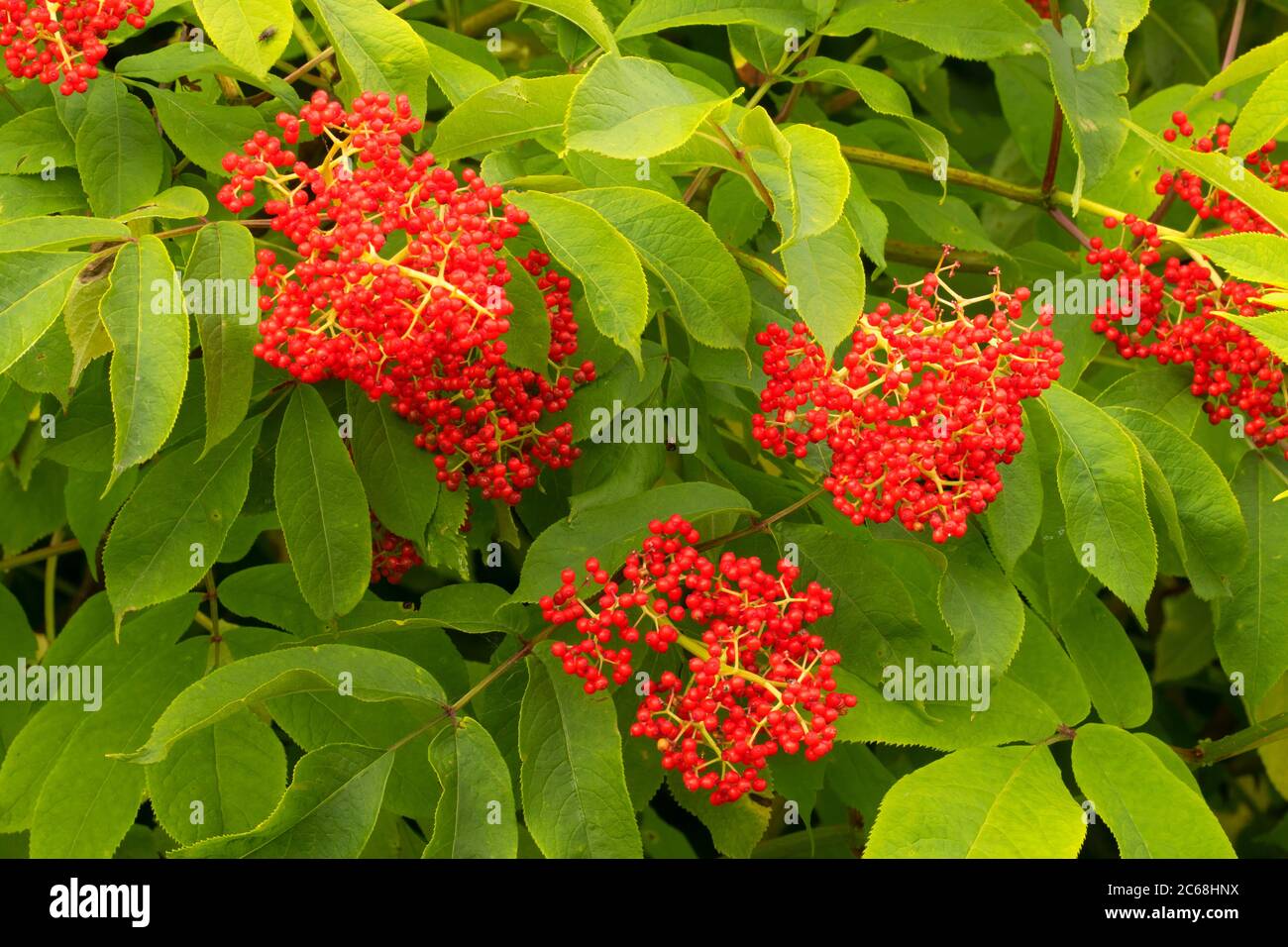 Red elderberry (Sambucus racemosa), Willamette Mission State Park