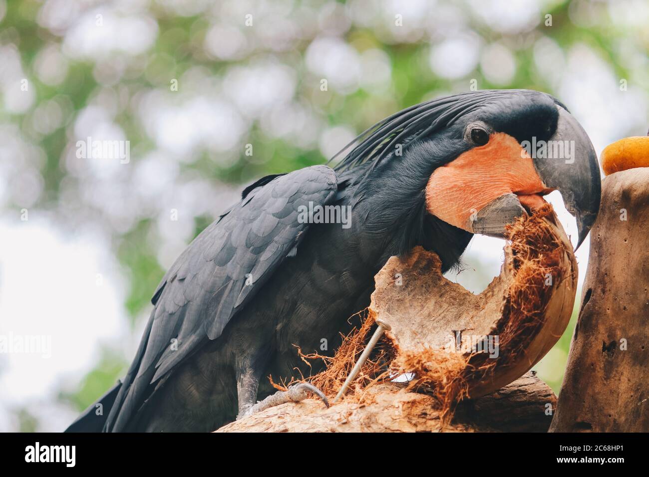 Palm cockatoo (Probosciger aterrimus) eating coconut shell. Dark parrot