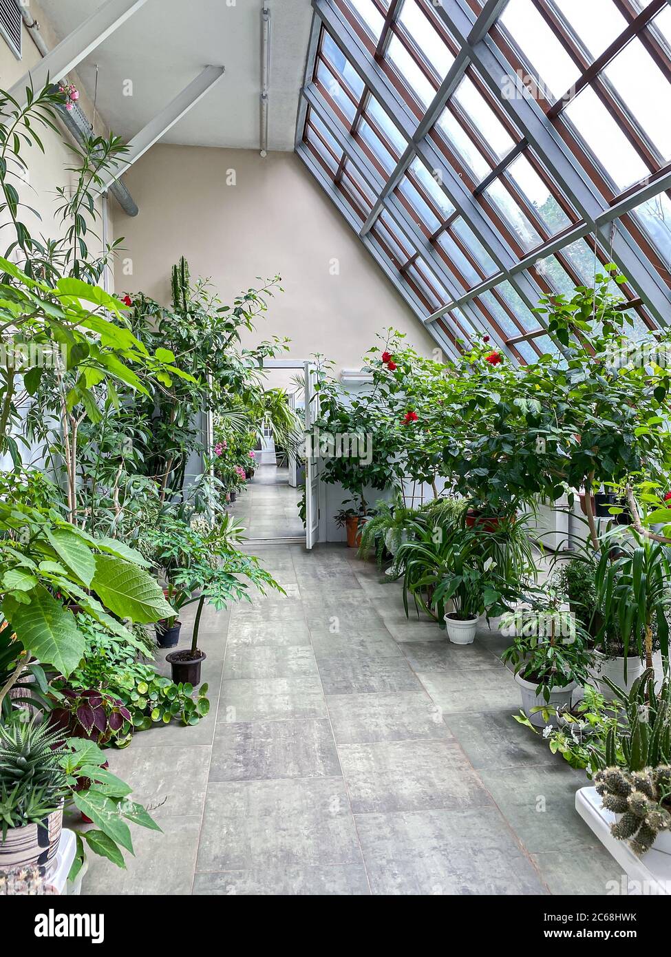 interior view of greenhouse or conservatory with various green plant