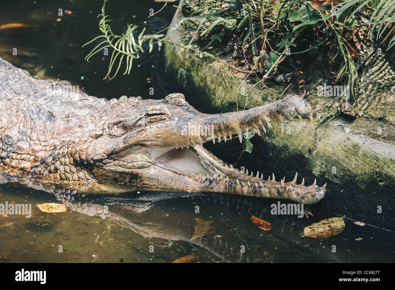 Goliath Tiger Fish Eating Crocodile