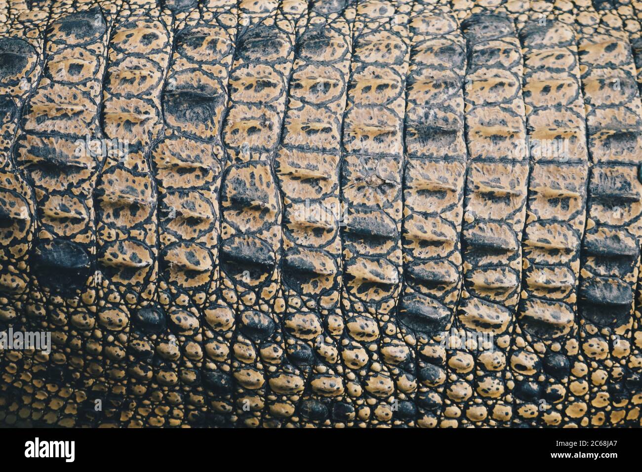 Porosus skin online