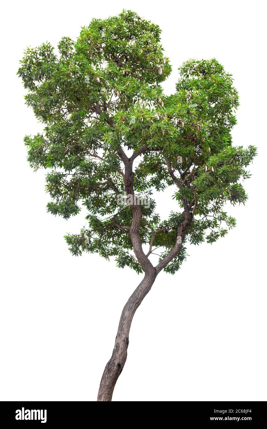 Beautiful green tree isolated on white background Stock Photo - Alamy