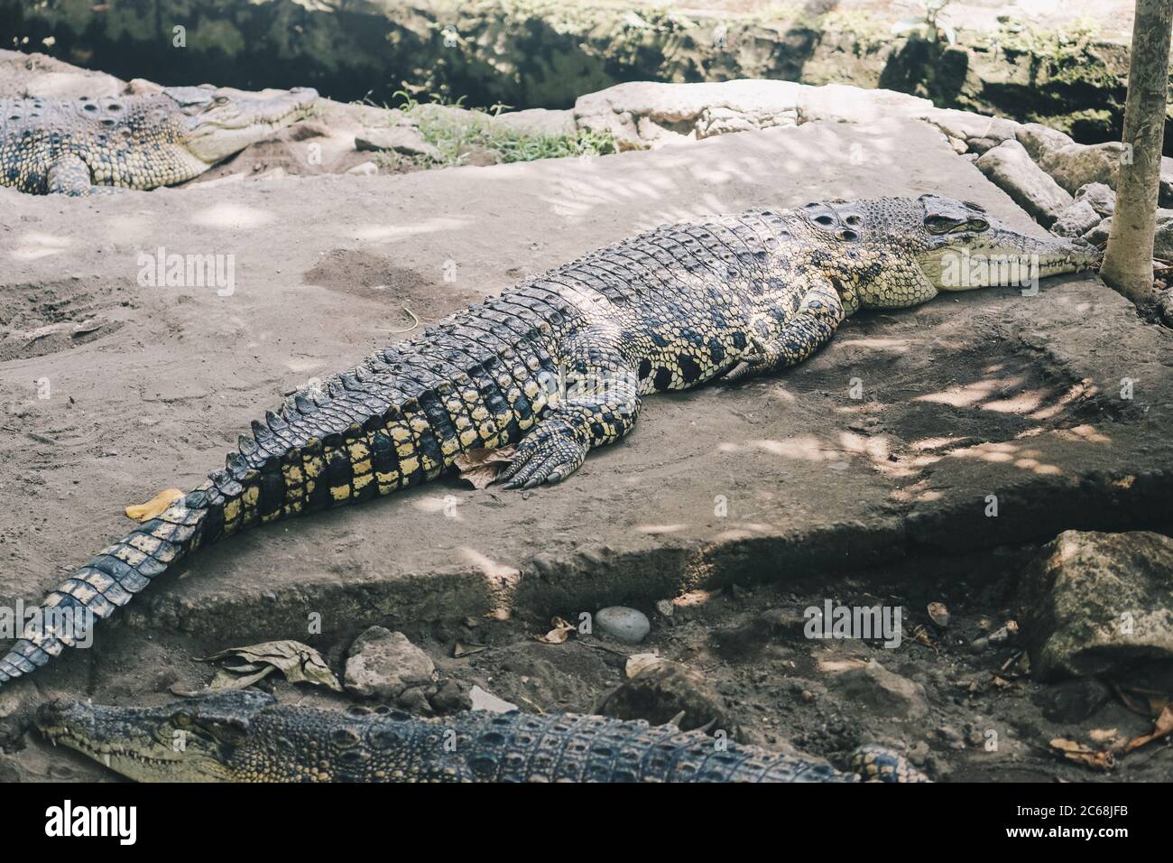 Saltwater crocodile (Crocodylus porosus) or Saltwater crocodile or Indo Australian crocodile or Man-eater sunbathing at the swamp Stock Photo - Alamy