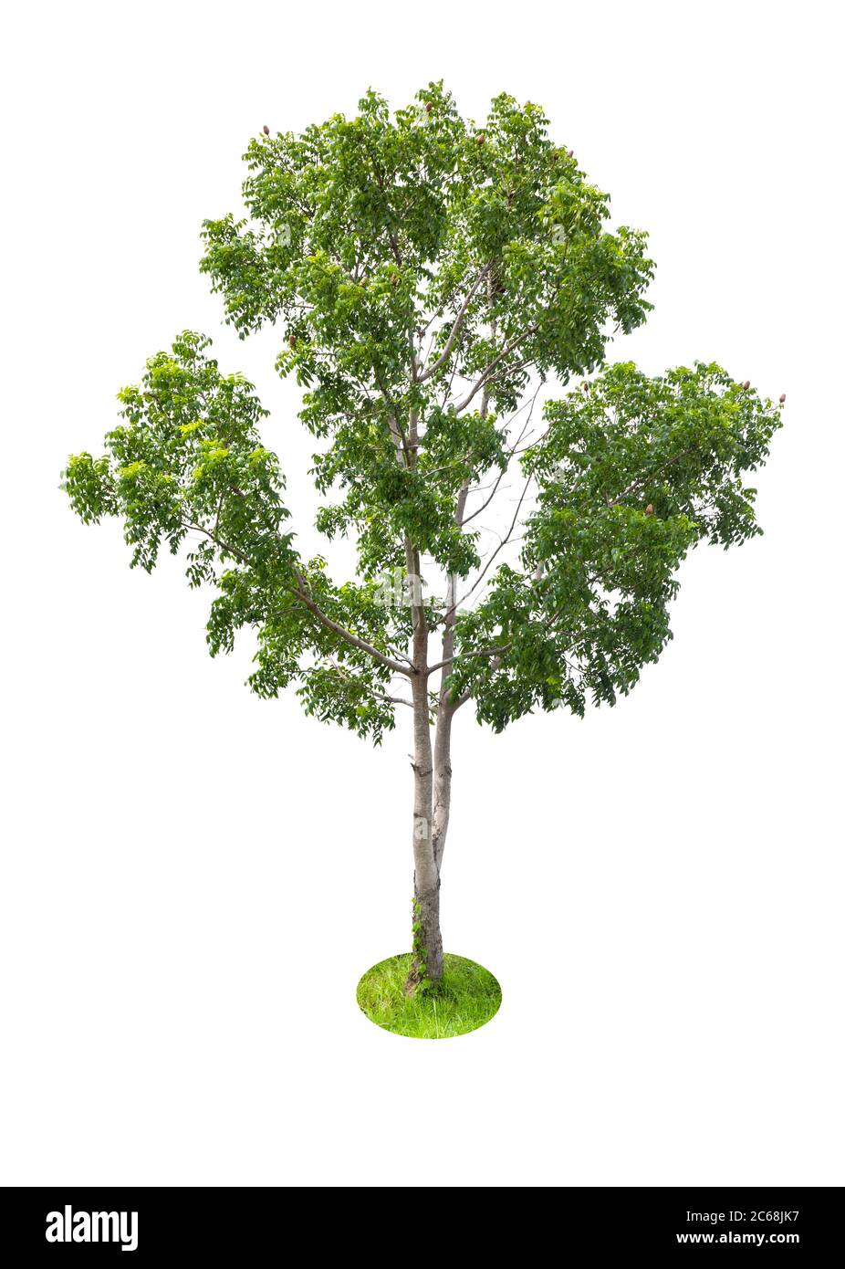 Beautiful green tree isolated on white background Stock Photo - Alamy