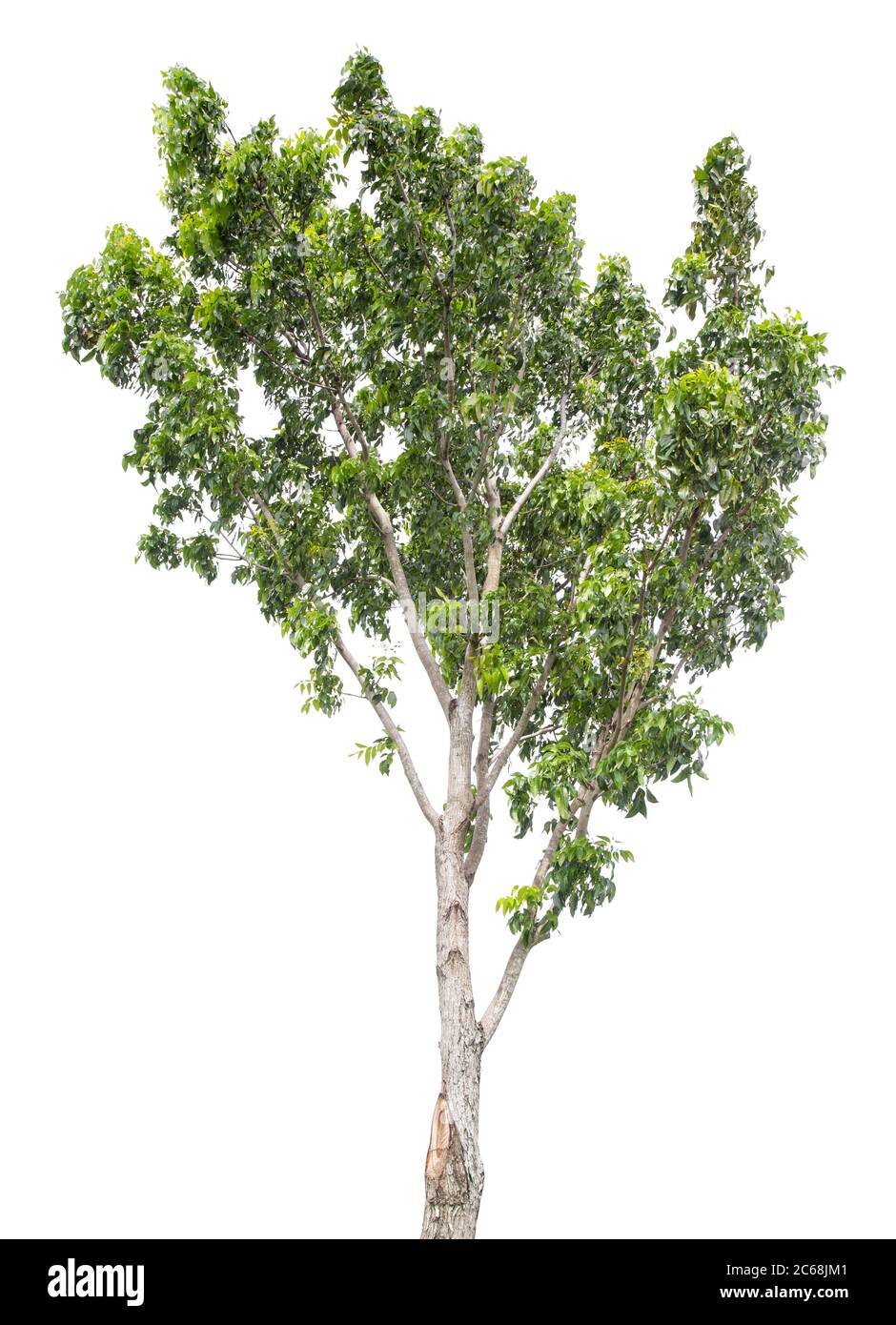Beautiful green tree isolated on white background Stock Photo - Alamy