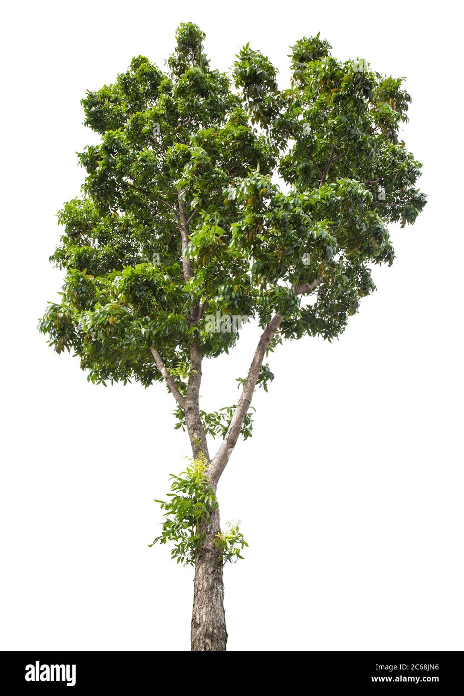 Beautiful green tree isolated on white background Stock Photo - Alamy