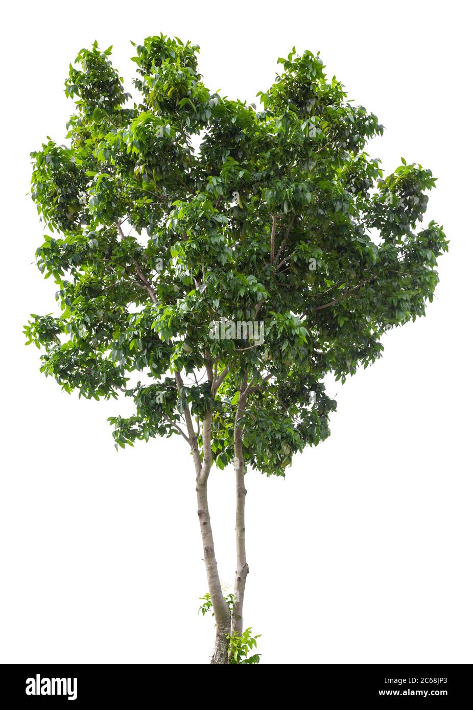 Beautiful green tree isolated on white background Stock Photo - Alamy