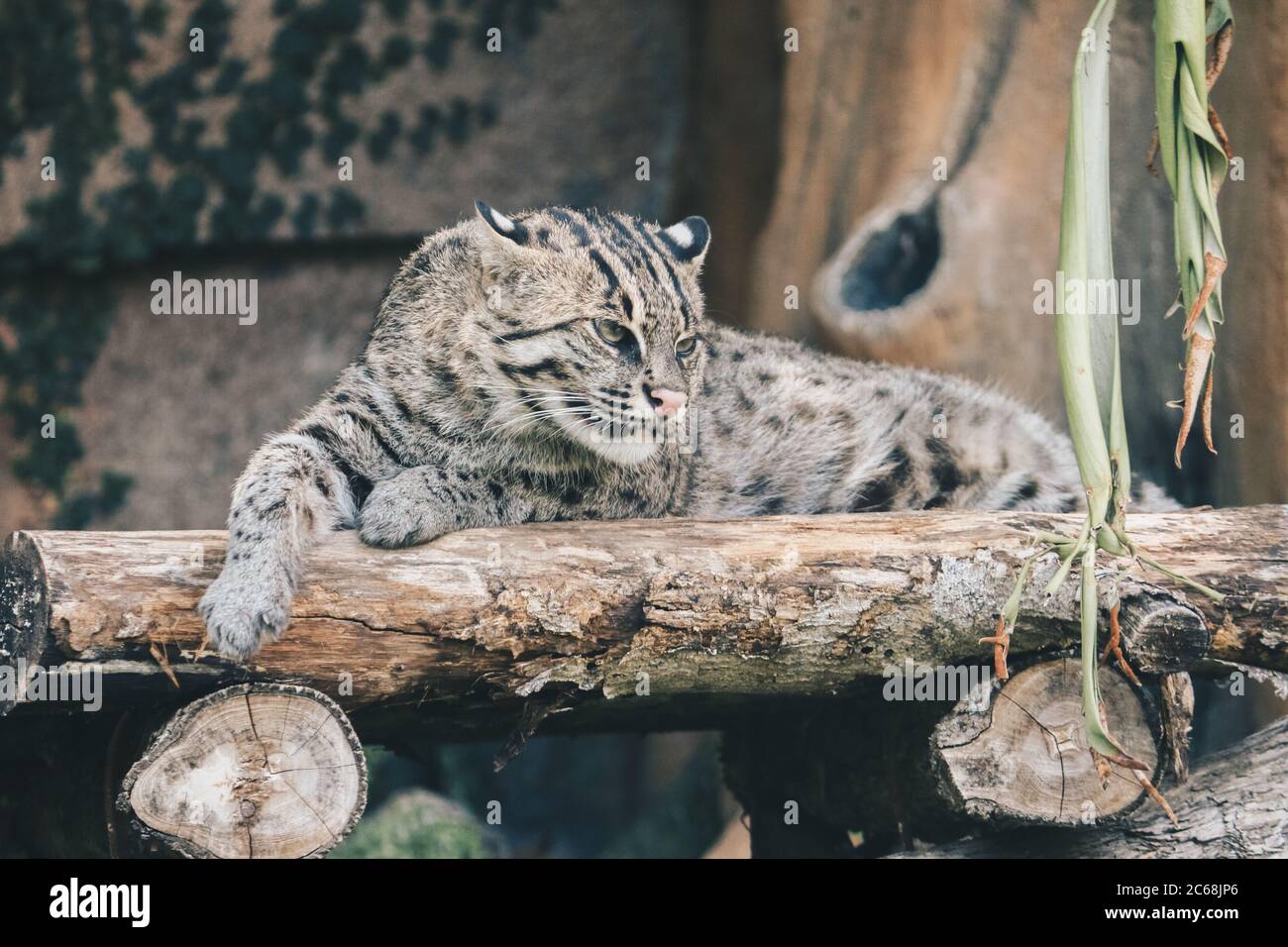 Fishing cat or Mangrove cat (Prionailurus viverrinus) rests on a perch Stock Photo