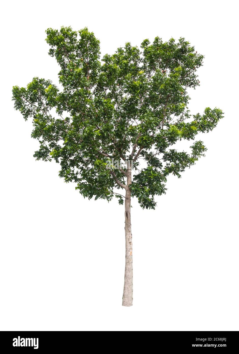 Beautiful green tree isolated on white background Stock Photo - Alamy
