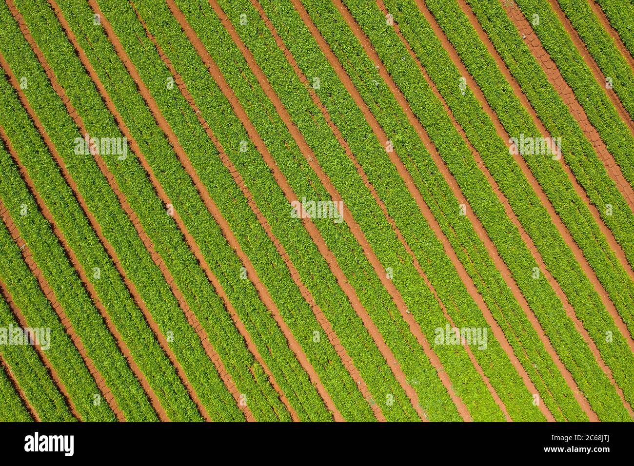 Rows of Green Bean plants ready for picking, Aerial view Stock Photo ...