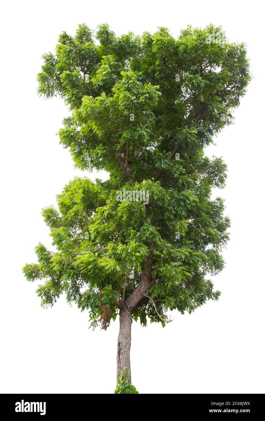 Beautiful green tree isolated on white background Stock Photo - Alamy