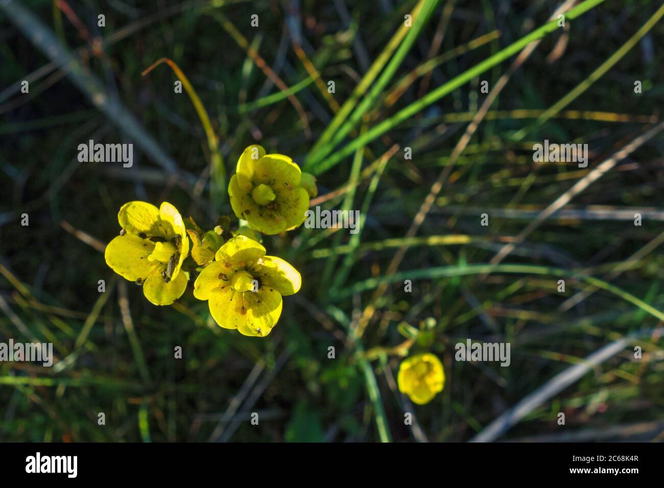 Marsh saxifrage on a summer meadow Stock Photo
