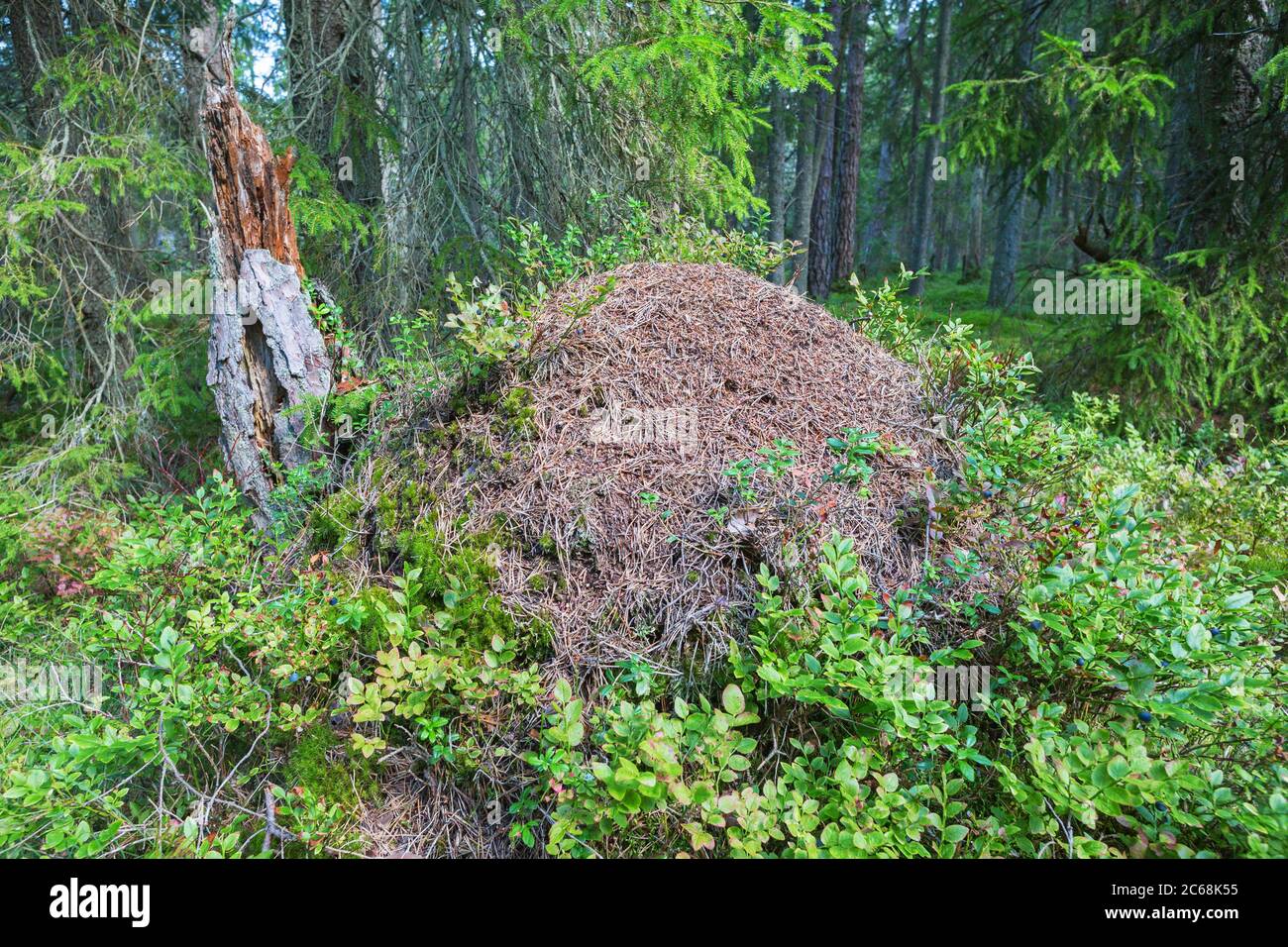 Anthill in the taiga woods Stock Photo