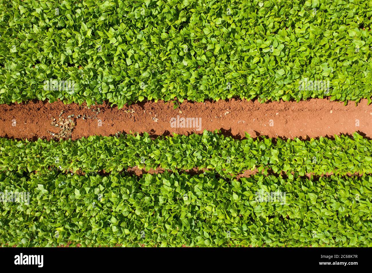 Soya bean plant hi-res stock photography and images - Alamy