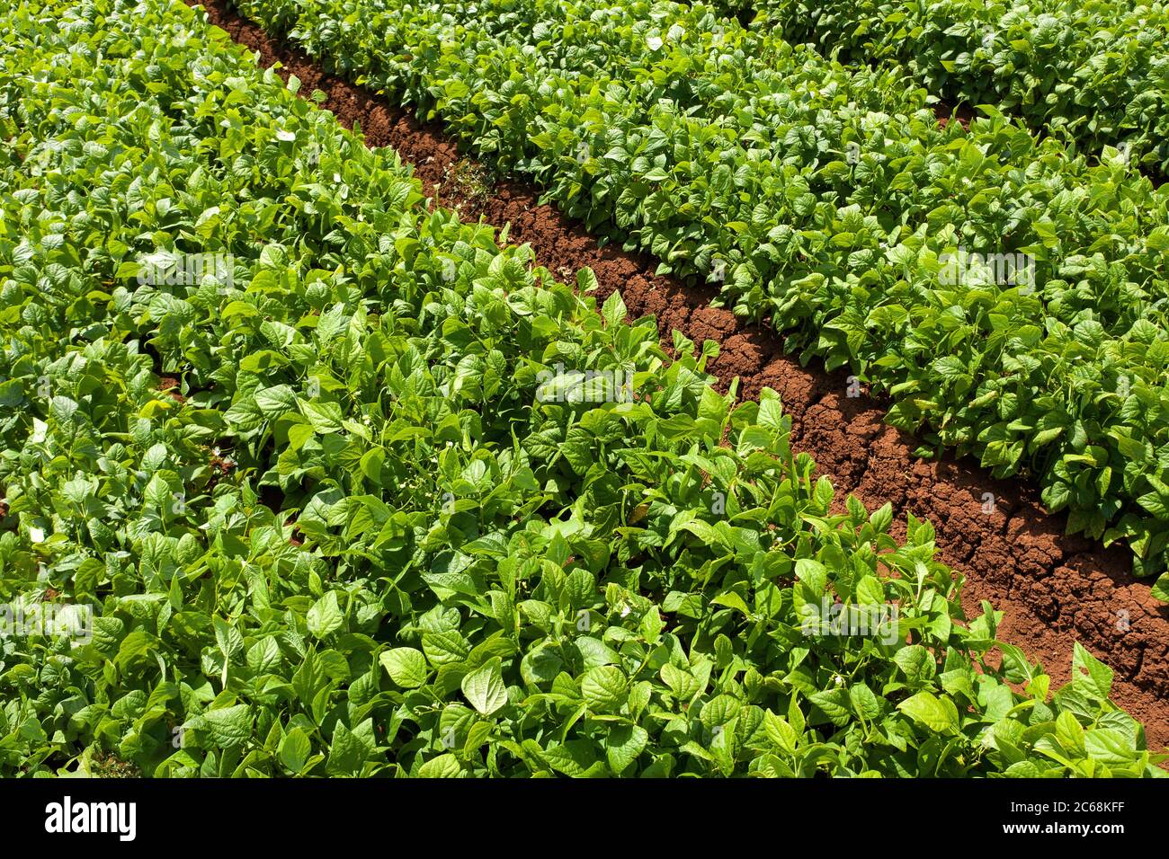 Rows of Green Bean plants ready for picking, Aerial view Stock Photo ...