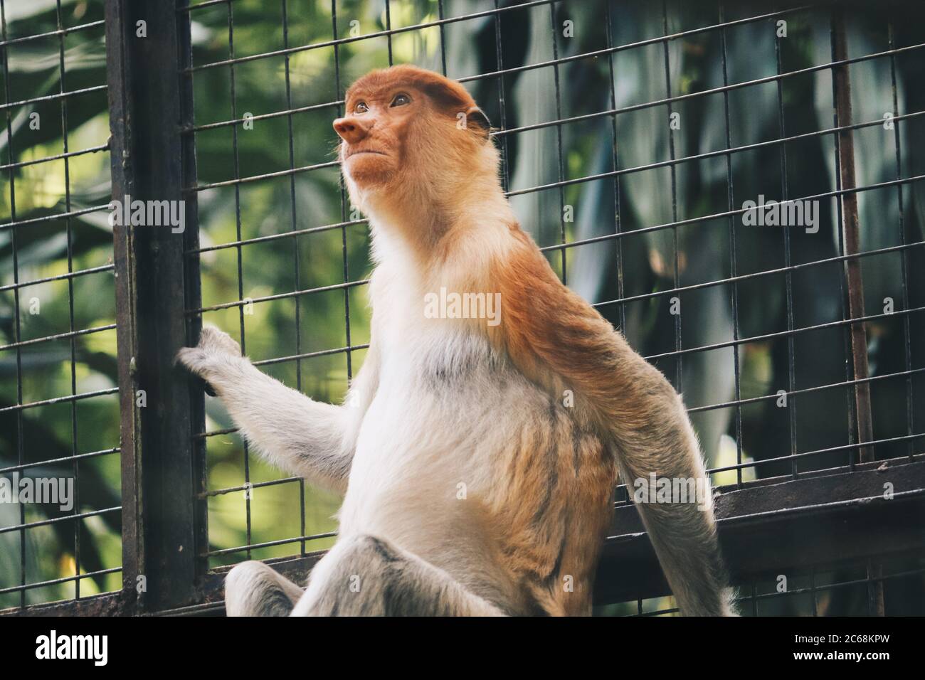 Portrait of Male Proboscis Monkey (Nasalis larvatus) in conservation ...