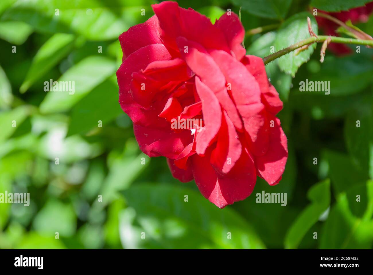 An Oklahoma Rose (Rosa Oklahoma Stock Photo - Alamy