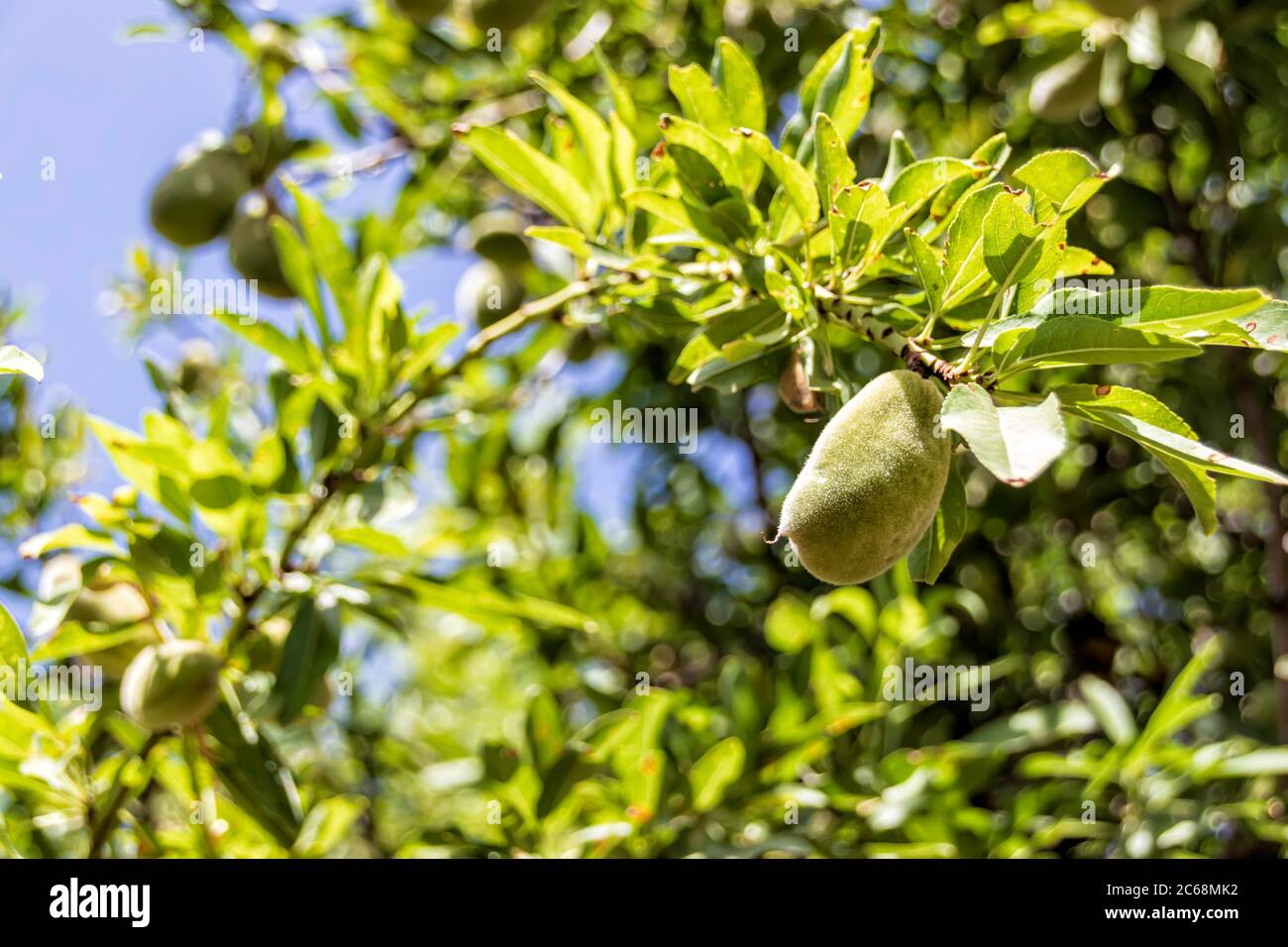 Almond tree branches with unripe fruits on a background of blue sky close-up Stock Photo