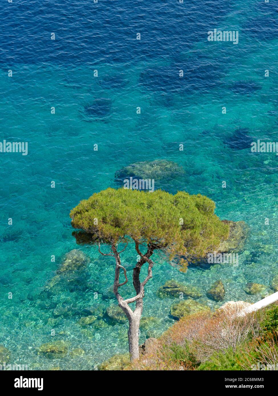 Umbrella pine tree leaning over the azure Mediterranean. Èze-Bord-de-Mer, French Riviera, France. Stock Photo