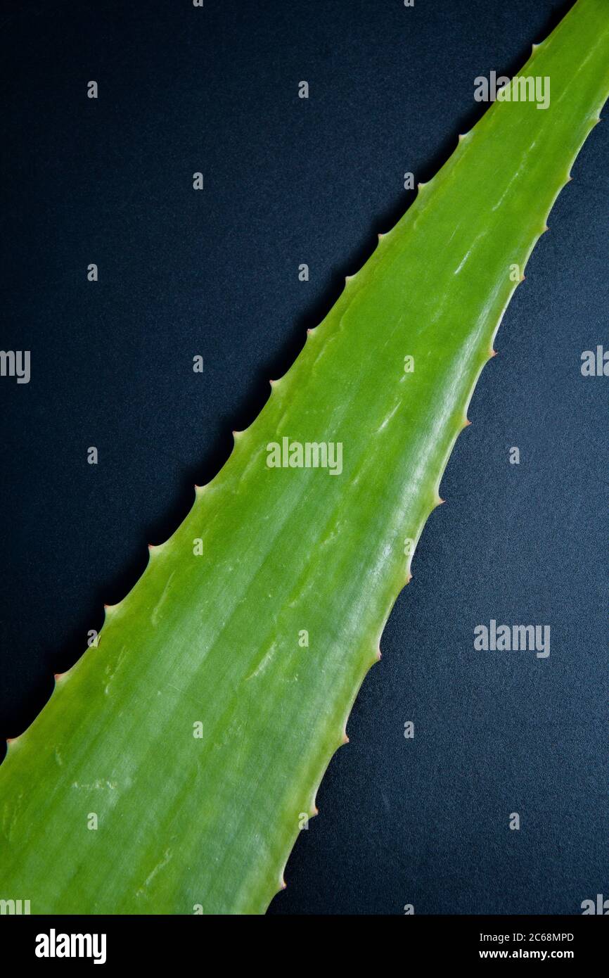 A close shot of green aloe vera leaf. Most of the people are familiar with  the benefits of aloe vera gel Stock Photo - Alamy