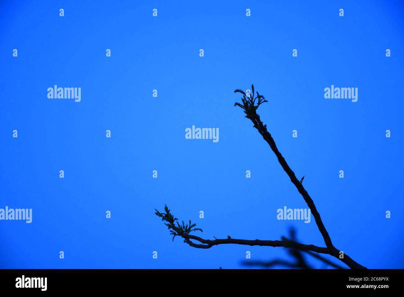 Dead tree branches, Dry Tree and Dry branch, Sunset in the Evening Stock Photo