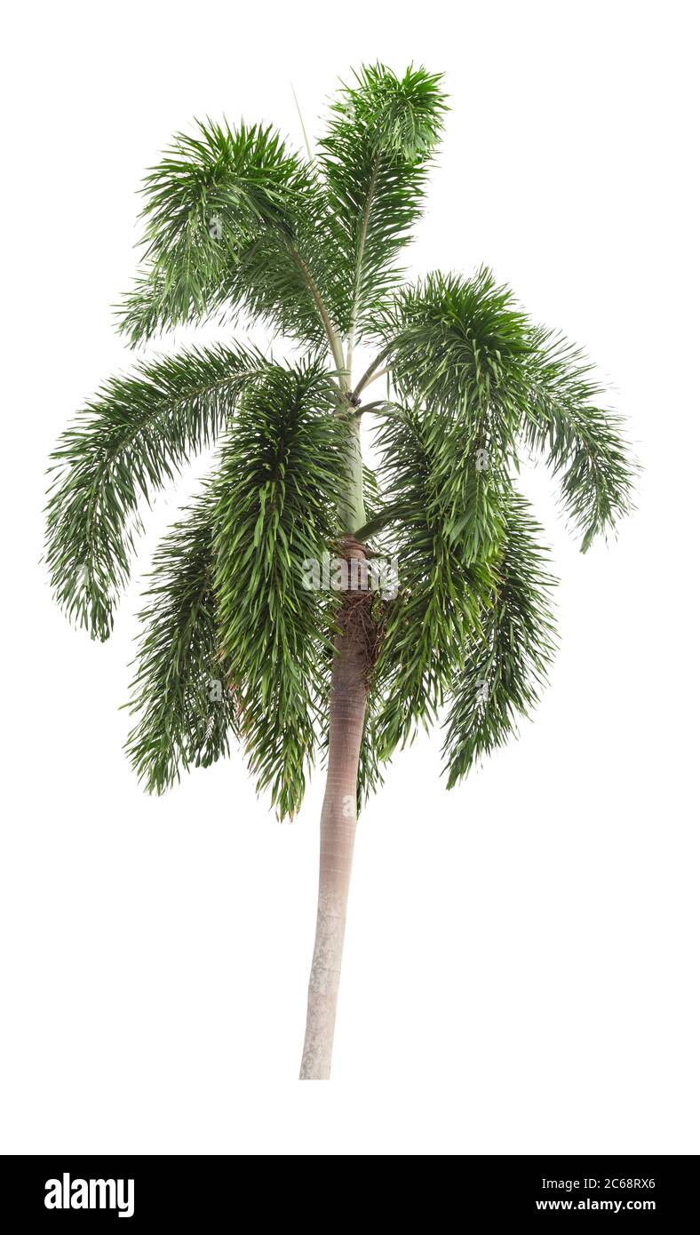 Beautiful green palm tree isolated on white background Stock Photo - Alamy
