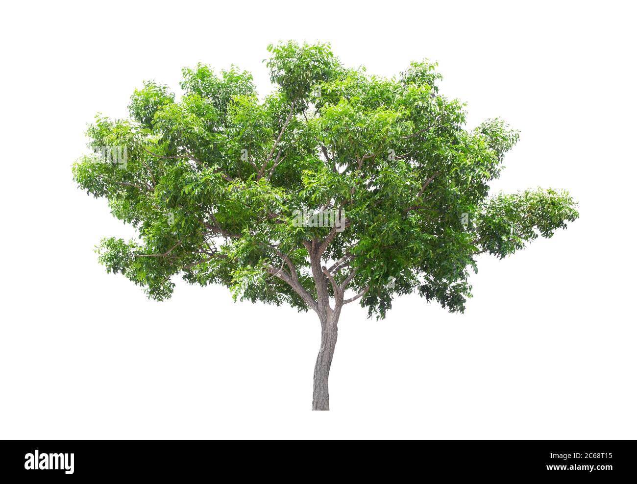Beautiful green tree isolated on white background Stock Photo - Alamy