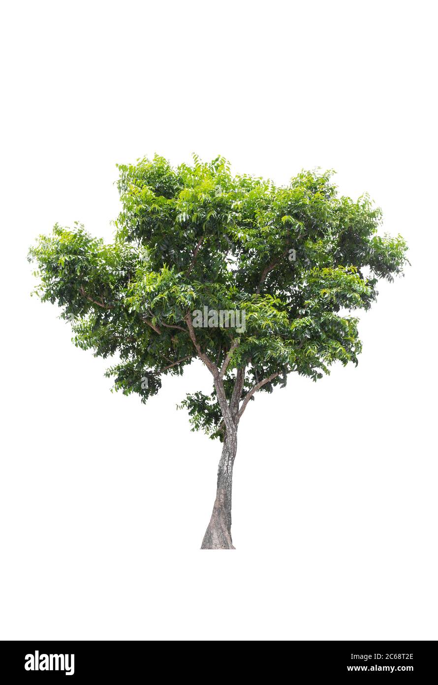 Beautiful green tree isolated on white background Stock Photo - Alamy