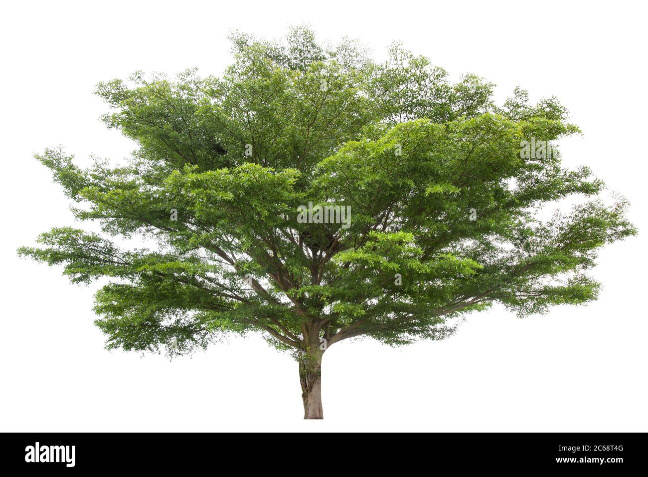 Beautiful green tree isolated on white background Stock Photo - Alamy